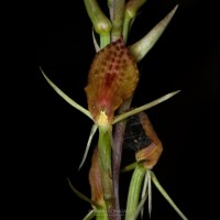 Cryptostylis arachnites (Blume) Hassk.